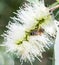Bee on a white Bottlebrush flower collecting nectar