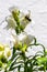 Bee on white dragon flowers Snapdragons Antirrhinum