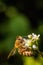 Bee on a white flower collecting pollen and gathering nectar to produce honey in the hive