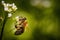 Bee on a white flower collecting pollen and gathering nectar to produce honey in the hive