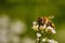 Bee on a white flower collecting pollen and gathering nectar to produce honey in the hive