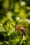 Bee on a white flower collecting pollen and gathering nectar to produce honey in the hive