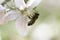 Bee on a white flower on a tree.Bee picking pollen from apple flower