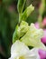 Bee on white gladiola flower background
