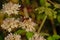 Bee on a white hogweed flower, selective focus