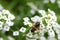 Bee on white Lobularia maritima (Alyssum flowers)