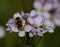 Bee on white meadow core flowers