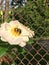 Bee on a White Oscar Peterson rose on chain link fence