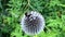 Bee on a white spherical flower