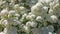 Bee on white Spiraea alba flowers collecting pollen. Narrowleaf meadowsweet blooming bush flower HD, honey production.