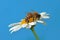 Bee on a White Sunflower