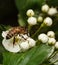 Bee on white thorn flowers