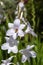 Bee on whitish flowers of a cape bugle lily