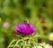 Bee on wild flower of milk thistle silybum marianum