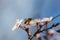 A bee on wild flower pollens with blue background.