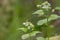 Bee on wild garlic mustard plant Alliaria petiolata in blooms