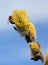 Bee on willow flowers