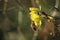 Bee on a winter cress. Yellow flower on dark background.