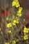 Bee on a winter cress. Yellow flowers closeup.