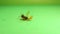 Bee wolf dying from repellents isolated on green background. Insects, pest