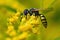 Bee Wolf  Philanthus triangulum