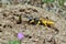 Bee-Wolf Philanthus triangulum