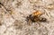 A Bee Wolf Wasp, Philanthus triangulum, with its prey that it has just caught a worker honey bee, Apis mellifera.