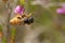 A Bee Wolf Wasp, Philanthus triangulum, with its prey that it has just caught a worker honey bee, Apis mellifera, perched on a Hea