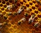 Bee are working on honeycomb super realistic macro. A group of bees sitting on top of a honeycomb