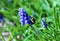 A bee working on muscari flowers