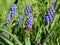 A bee working on muscari flowers