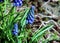 A bee working on muscari flowers