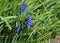 A bee working on muscari flowers