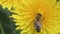 bee working at yellow flower- dandelion. close up footage. spring season