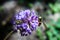 Bee works in pollination on a purple flower