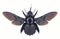 Bee Xylocopa latipes