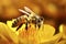 Bee on Yellow Blossom Macro