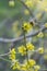 Bee on yellow cornelian flowers collecting honey