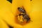 Bee On Yellow Crocus stamens in the garden