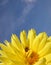 Bee on yellow dahlia