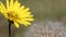 Bee on yellow dandelion