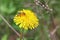 Bee on a yellow dandelion collects pollen