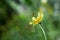 Bee on a yellow dandelion, macro photo. Insect pollinates a plant