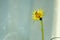Bee on a yellow dandelion, macro photo. Insect pollinates a plant