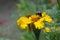 Bee and Yellow Flower