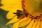 Bee on a yellow flower. Black little butterfly on sunflower background. Busy like a bee concept.