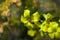 The Bee On The Yellow Flower Of The Brassica napus In The Field, Rutabaga