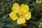 Bee on a yellow flower of Hypericum patulum