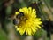 Bee on yellow flower UK