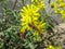 Bee and yellow flowers  Iran, Gilan, Rasht